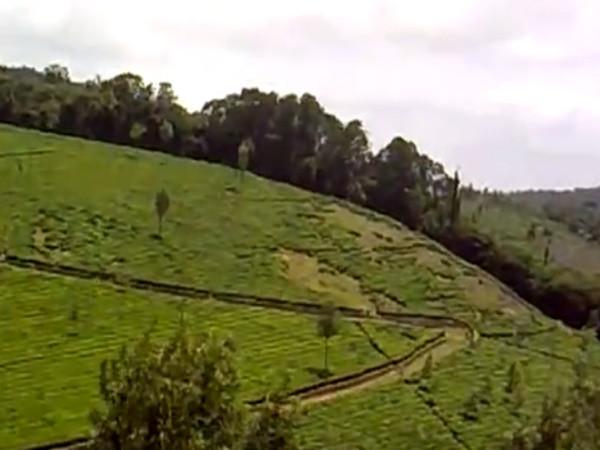 தேயிலைகள்