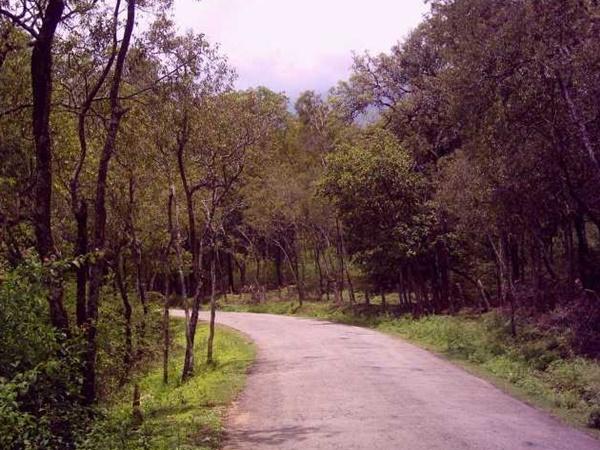 சந்தனக் காடு