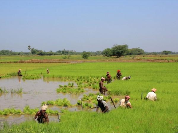 சோழர்கள் நெற்களஞ்சியம்