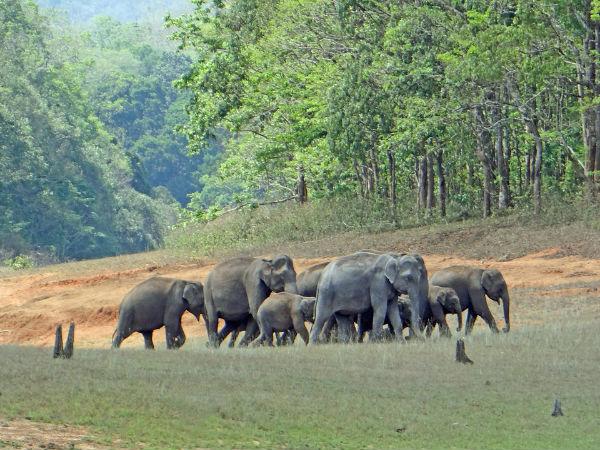 கேரளாவின் பரம்பிக்குளம் சரணாலயம் கேரளாவின் பரம்பிக்குளம் சரணாலயம்