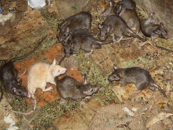 அடேங்கப்பா இது எலி குடியிருக்கும் ஊரா என்ன?