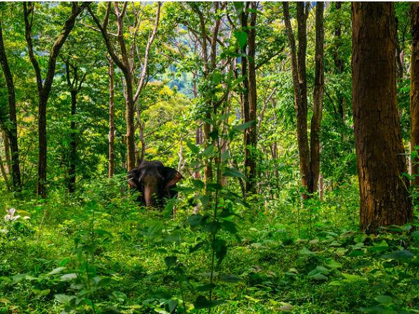 மேற்குத்தொடர்ச்சி மலைகள் – அமேசான் காட்டின் அழகை ஒத்த ஒரு இடம்:மேற்குத்தொடர்ச்சி மலைகள் – அமேசான் காட்டின் அழகை ஒத்த ஒரு இடம்: