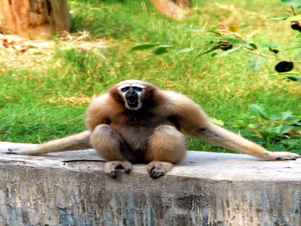 ஹூலாக் ஜிப்பான்