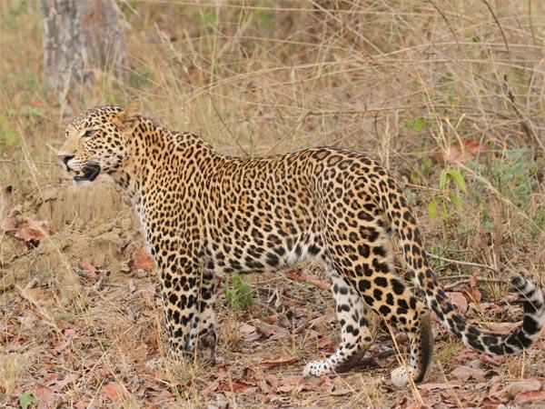 போபாலிலிருந்து சாத்புராவிற்கு ஒர் அழகிய மலைப்பயணம் என்னைக்காவது போயிருக்கீங்களா? இதப் படிச்சா உங்களுக்கும் அந்த ஆசை வரும்.!! போபாலிலிருந்து சாத்புராவிற்கு ஒர் அழகிய மலைப்பயணம் என்னைக்காவது போயிருக்கீங்களா? இதப் படிச்சா உங்களுக்கும் அந்த ஆசை வரும்.!!