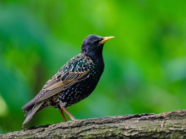 மழைக் காலத்தில் மனமகிழும் பறவைகள்