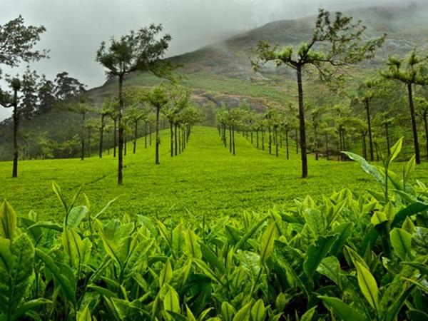 மூணாறு
