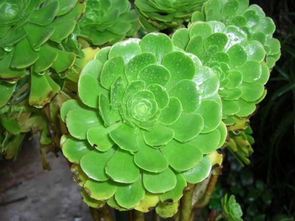 மழையில் நனையும் பூ தோற்றம் கொண்ட செடி