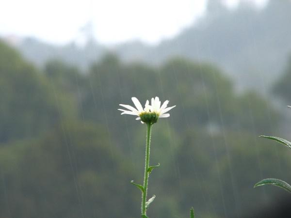 கொடைக்கானல் மழையில்