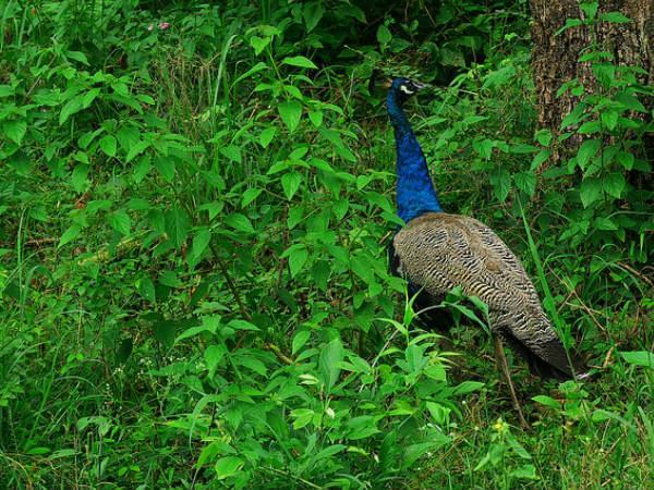 பறவை பிரியர்களே