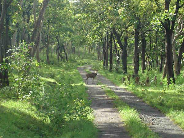 மசினகுடி - இயற்கையின் ஒட்டுமொத்த பேரழகி