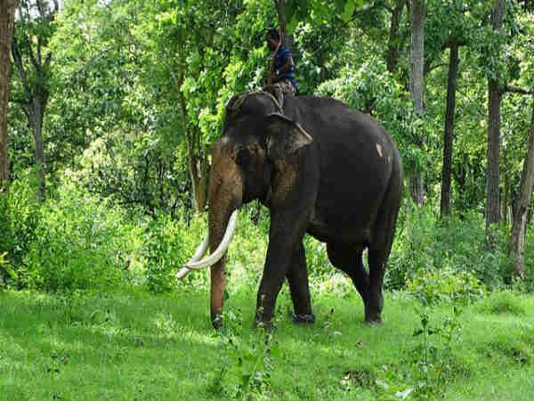 மசினகுடி - இயற்கையின் ஒட்டுமொத்த பேரழகி