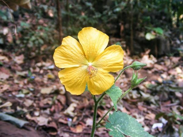 மஹாத்மா காந்தி பூங்கா