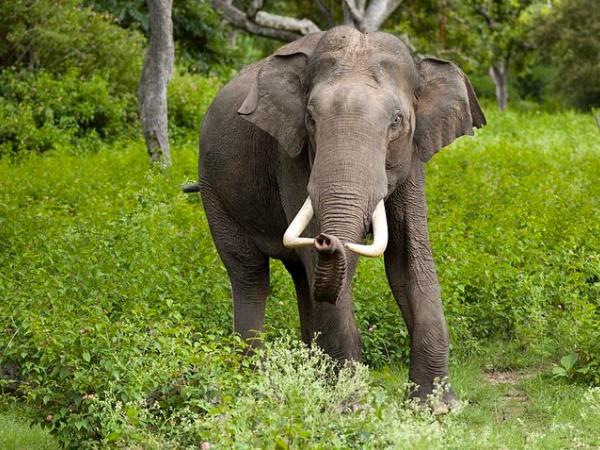 யானைகள் பாதுகாப்பு காடுகள்