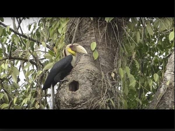 உயிரிகள்
