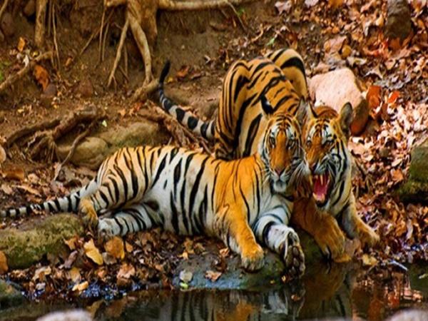 பக்கே புலிகள் சரணாலயம்