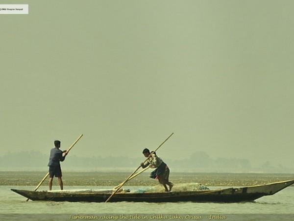 சில்கா