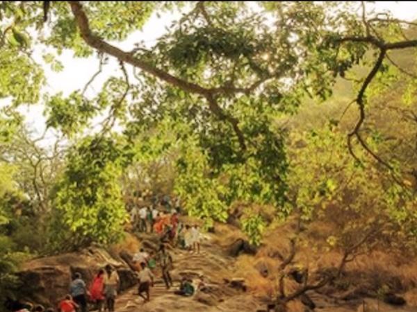 மரத்தில் தெரியும் சித்தர்