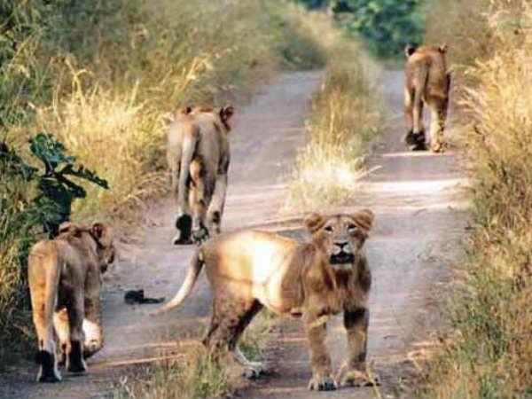 வழிவிட்ட சிங்கங்கள்
