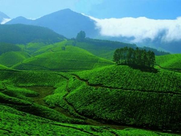 தேயிலை மற்றும் ஸ்பைஸ் தோட்டங்கள்