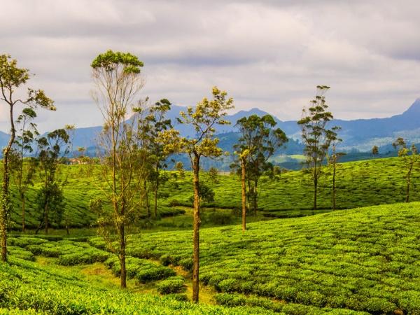 தென்னிந்தியாவிலும் ஒரு சிரபுஞ்சி இருக்கு தெரியுமா? தென்னிந்தியாவிலும் ஒரு சிரபுஞ்சி இருக்கு தெரியுமா?
