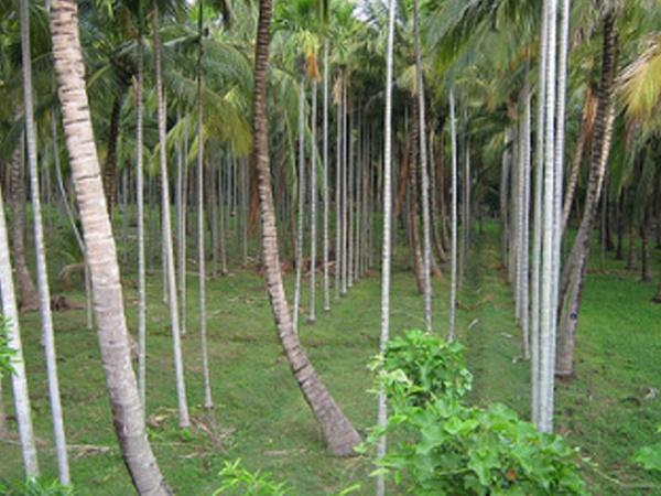 நாகர்கோவிலைச் சுற்றி