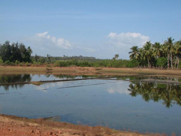 முந்திரிகளும் தென்னைகளும்