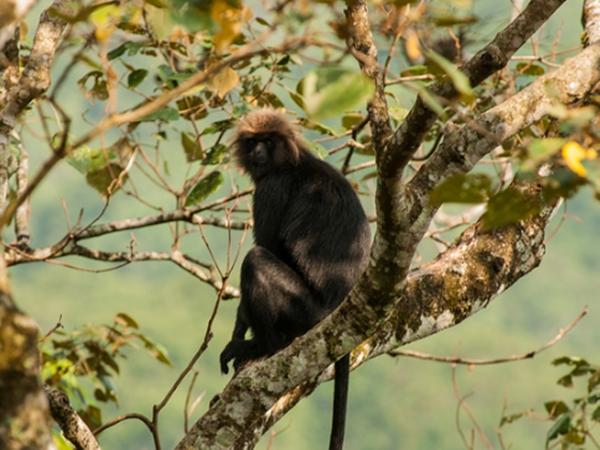 சின்னக்கல்லார் அருவி