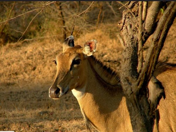 கிர் தேசிய பூங்கா,