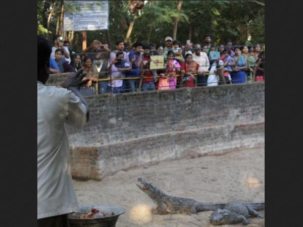 அரிய வகை உயிரி