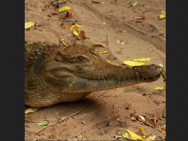 முக்கிய உயிரிகள்