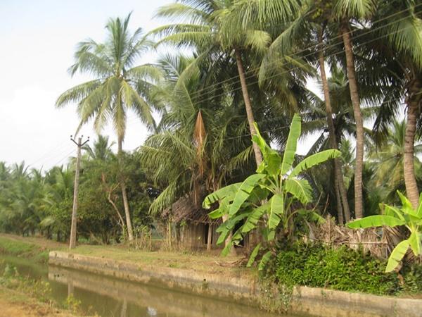விவசாயம்