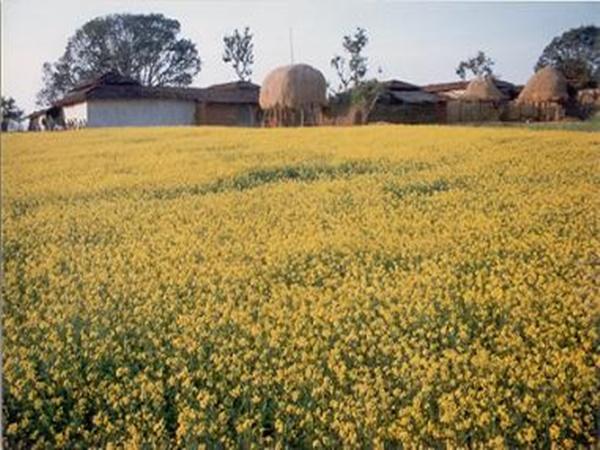 அம்பிகாபூர்
