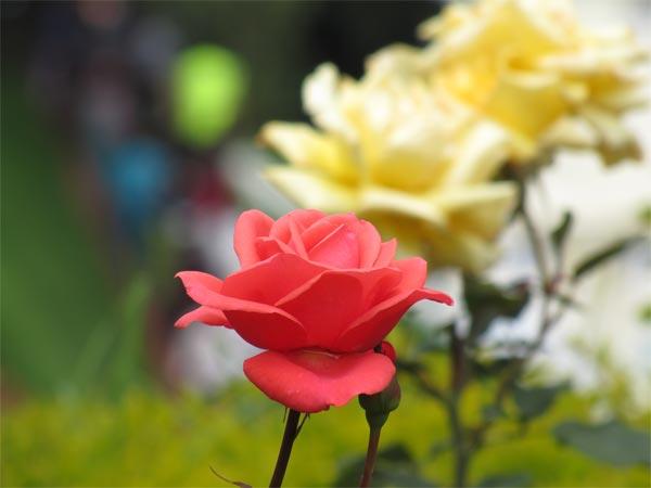 மாலூரின் உள் மற்றும் சுற்றி காணப்படும் ஈர்ப்புகள்: