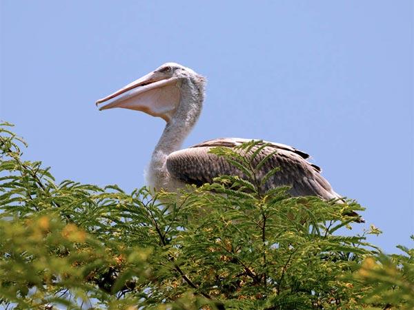 கொக்கரே பெல்லூர் பெலிகன்ரி: