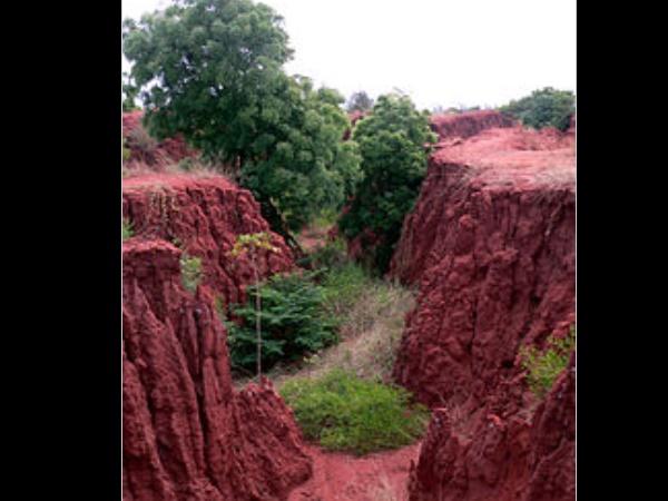 தேரி மணல் மேடுகள்