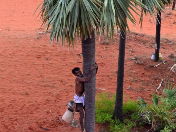 பனைமரத்தொழில்கள்