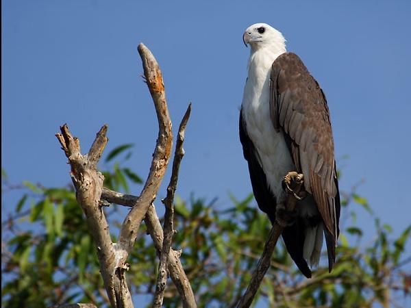பறவைகள் பண்ணை