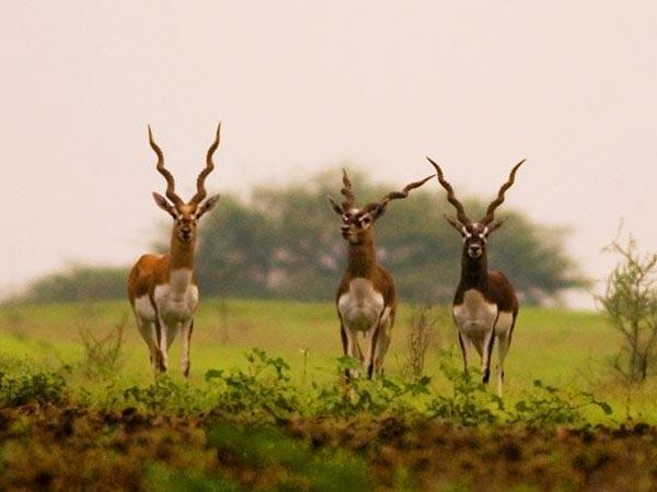 ராணிபென்னூர் கலைமான் சரணாலயம்