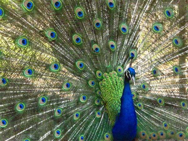 பனகப்புரா மயில்கள் சரணாலயம்: