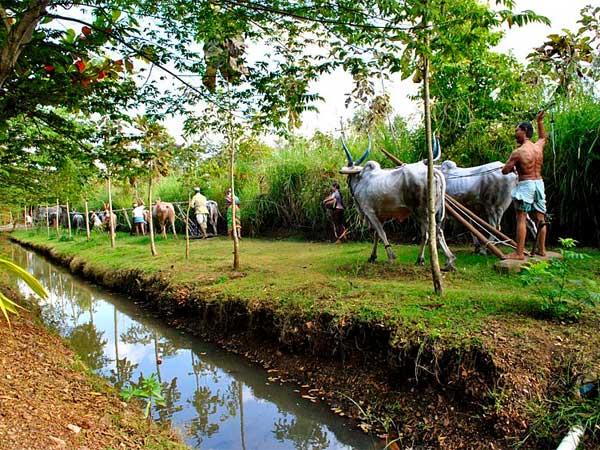 சிக்கௌனின் உத்சவ பாறை தோட்டம்: