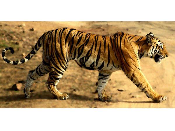 பண்டவ்கார்ஹ் தேசிய பூங்கா: