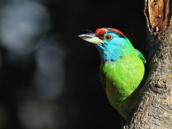 பாண்டவர்கள் கட்டிய கோயில்