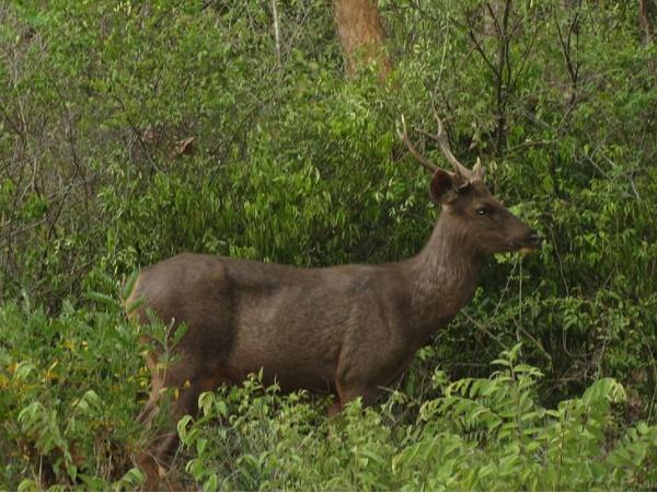 மழை மற்றும் வனவிலங்குகள்