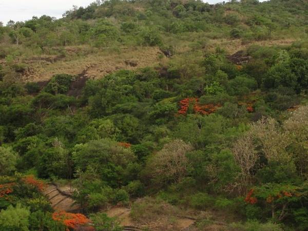 உயிர்காக்கும் மூலிகை