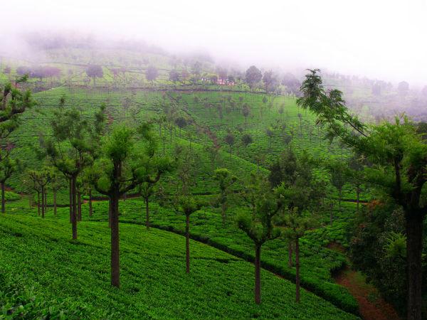 குன்னூர்: