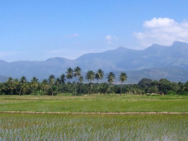 திருவில்லிப்புதூர்