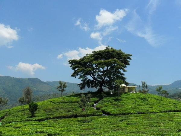 கோத்தகிரி