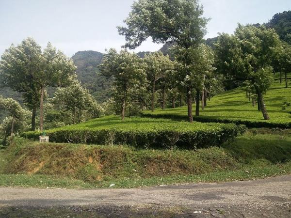 மாஞ்சோலை