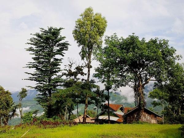 மான்