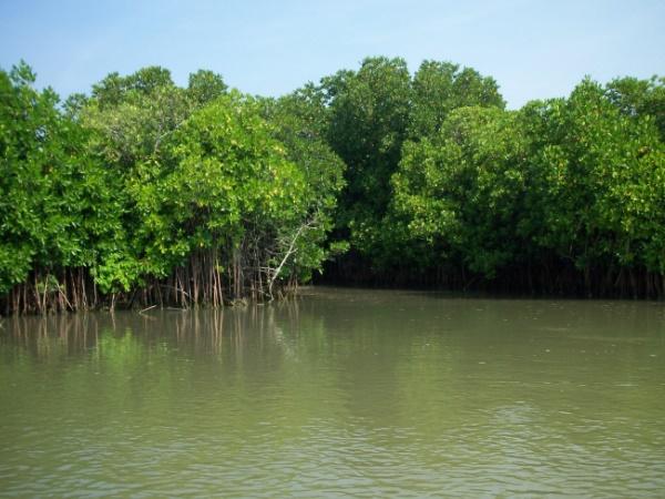 பிச்சாவரம் காடுகள்